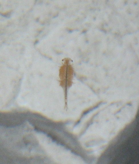 A species of red shrimp unique to the lake - A species of red shrimp unique to the lake